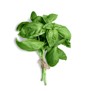 Basil