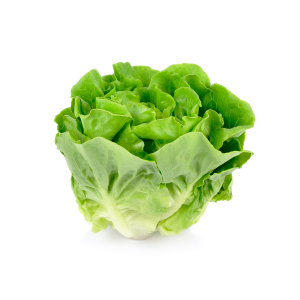 Butterhead Lettuce