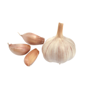 Garlic