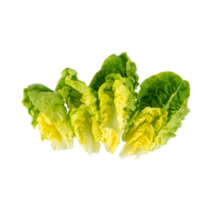 Little Gem Lettuce