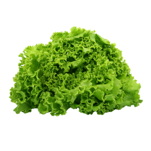 Lollo Bionda Lettuce