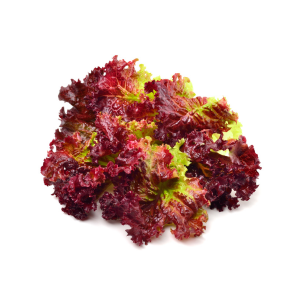 Lollo Rosso Lettuce