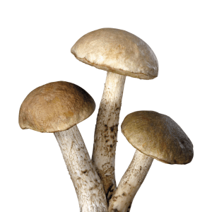 Mushrooms