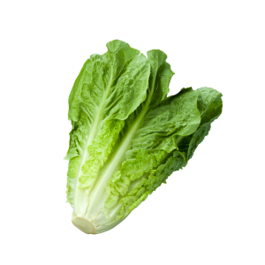 Romaine Lettuce