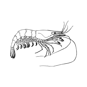 Shrimp