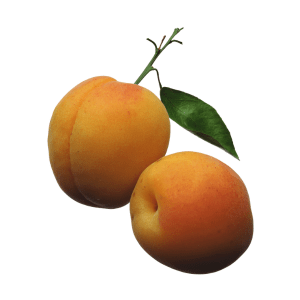 Apricot