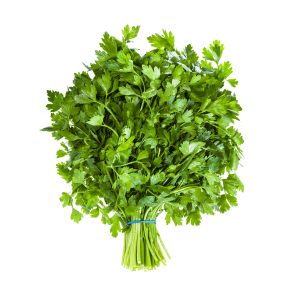 Coriander