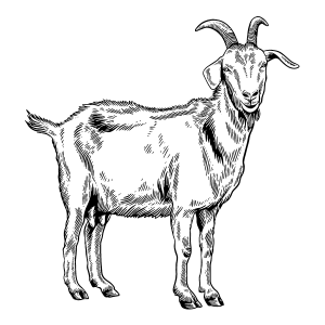 Goat