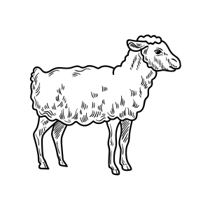 Lamb