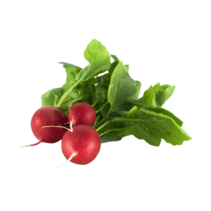 Radish