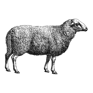 Najdi Sheep